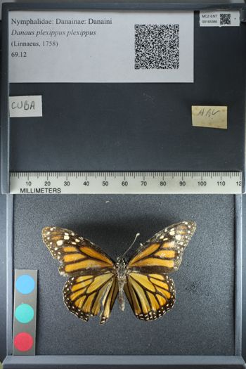 Media type: image;   Entomology 165386